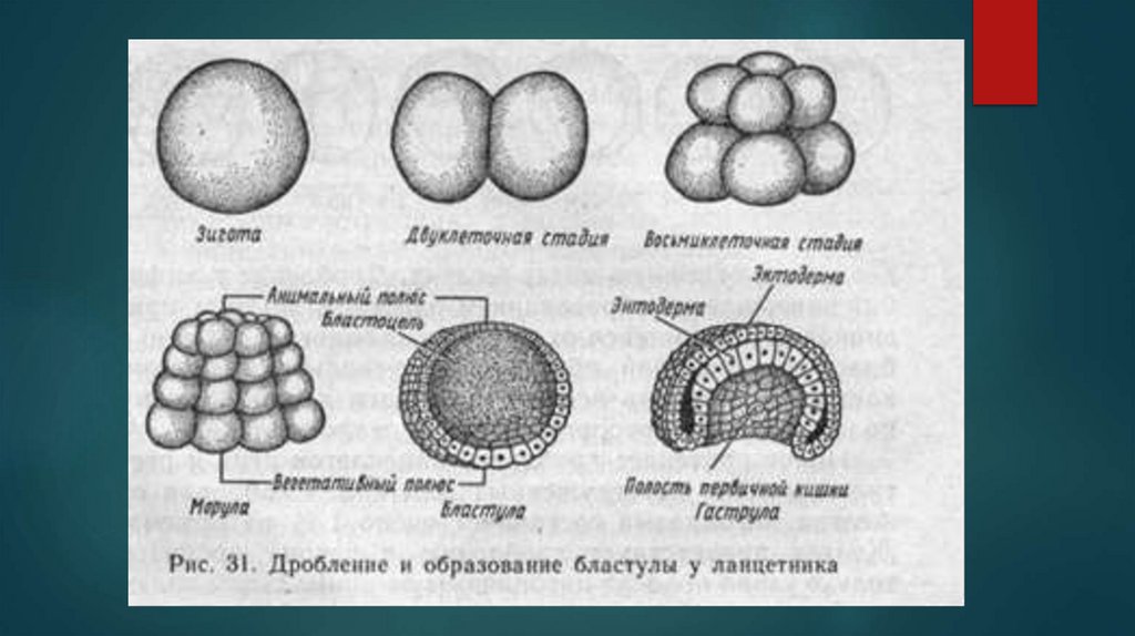 Эмбриология. Этапы эмбриогенеза - презентация онлайн