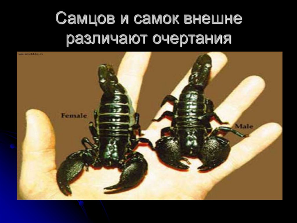 Признаки сильного самца. Самец скорпиона. Самка скорпиона. Императорский Скорпион самка. Скорпион самец и самка отличие.