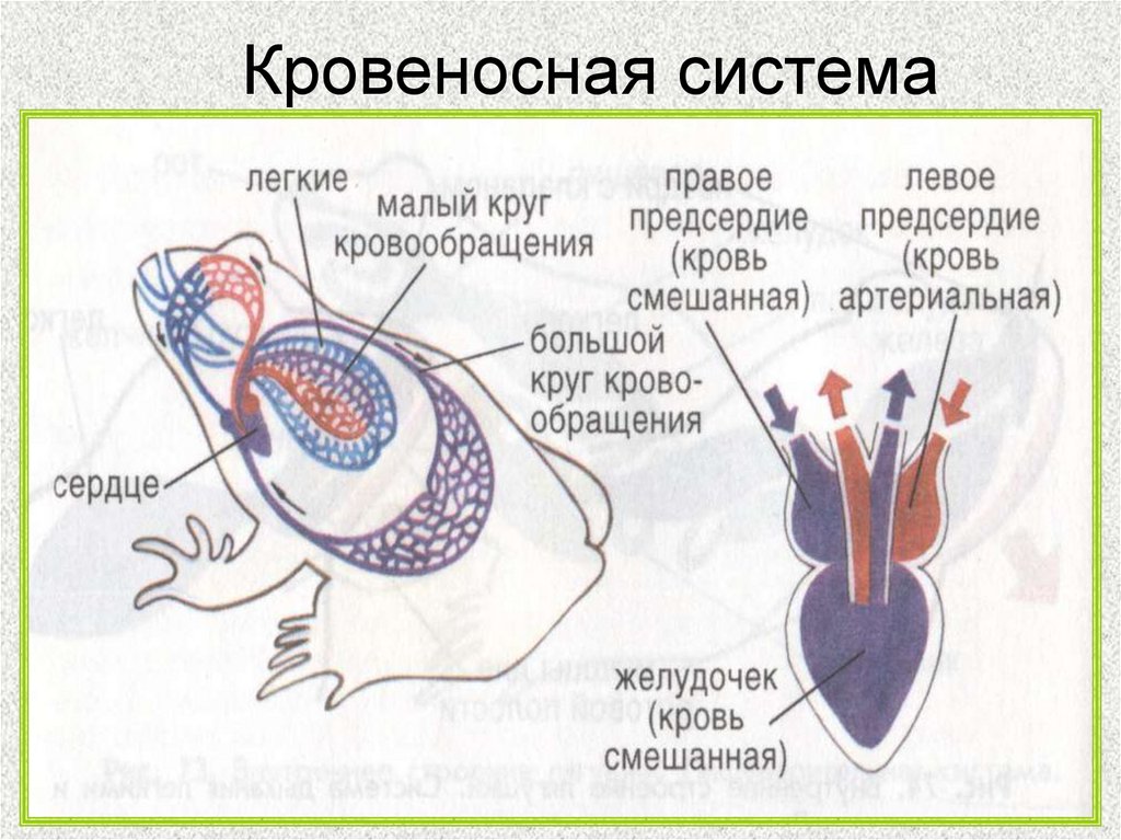 Животное имеет один круг кровообращения. Кровяная система амфибий. Кровеносная система земноводных. Кровеносная система система лягушки. Земноводные 7 класс биология кровеносная система.