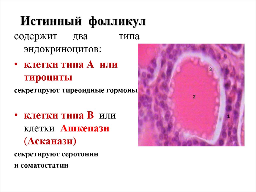 Фолликул тироцита. Секреторный цикл тироцитов. Секреторный цикл фолликулярного тироцита. Секреторная клетка тироцит. Функция тироцитов.
