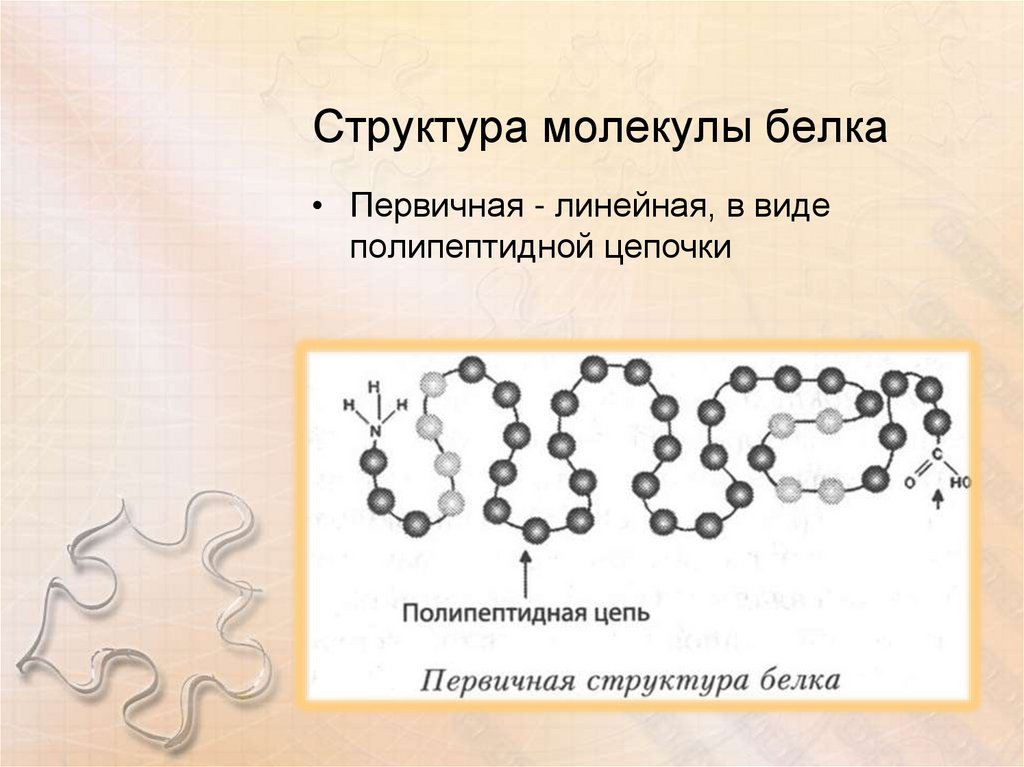 Линейная молекула белка