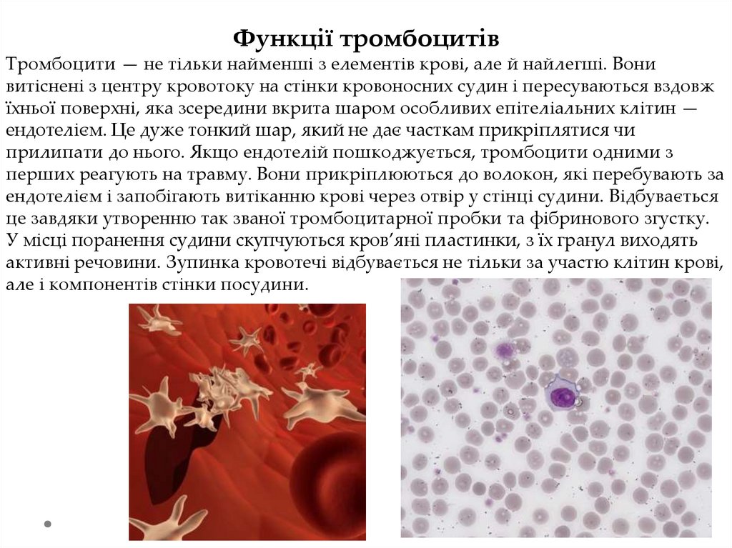 Щитоподібна залоза. Гормони, їх фізіологічне значення - презентация онлайн