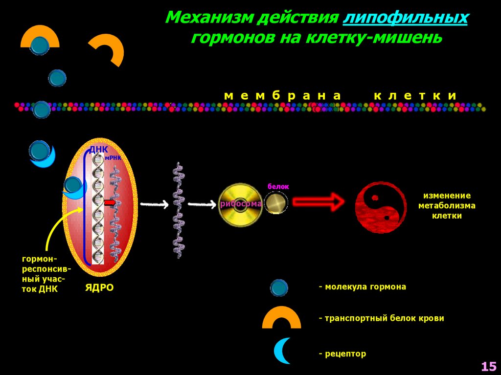 Клетки мишени. Схема действия липофильных гормонов. Механизм действия гидрофильных и липофильных гормонов. Механизм действия липофильных гормонов. Липофильные гормоны механизм действия.