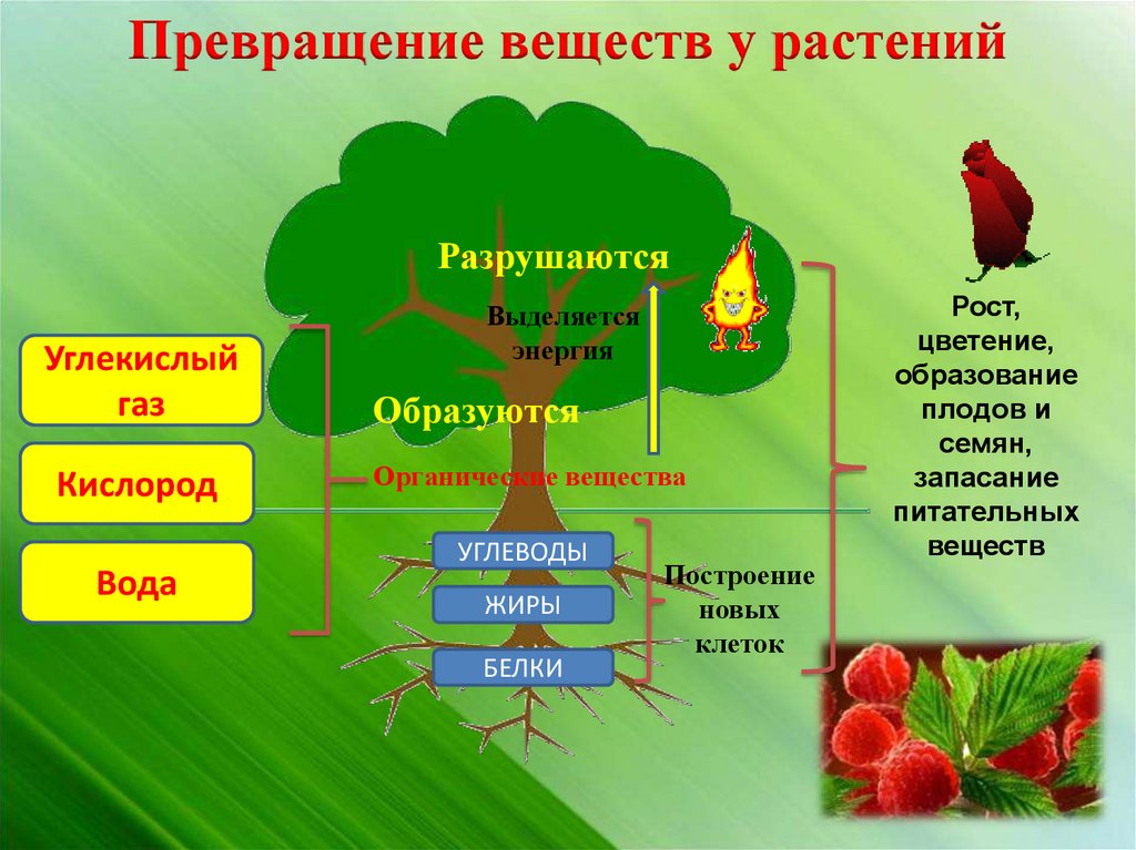 Обмен веществ растений урок. Обмен вещест у расткрмей. Обмен веществ у растений. Обмен веществ и энергии у растений. Схема обмена веществ у растений.