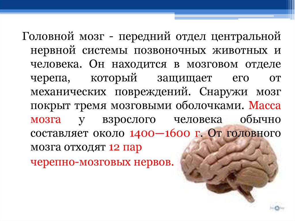 Мозг остановился. Доклад о органе мозг. Сообщение о головном мозге. Сообщение про мозг человека. Доклад о человеческом мозге.