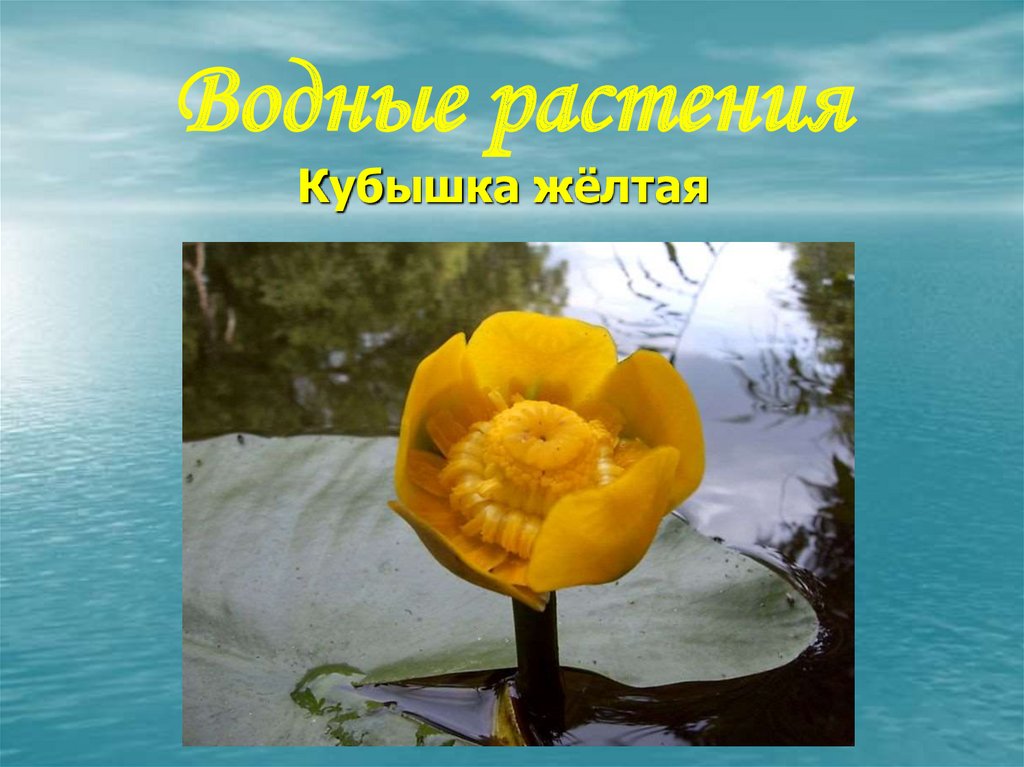 Водные растения