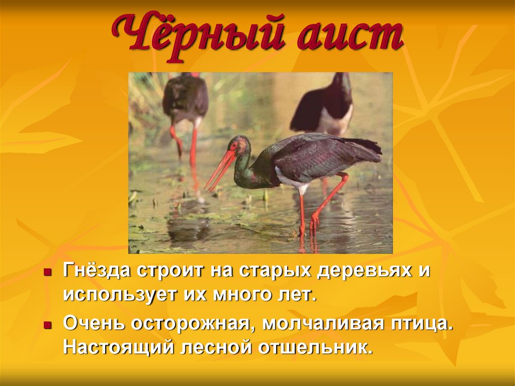 Чёрный аист