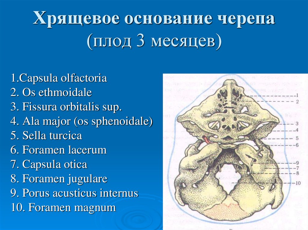 Основание черепа где. Границы основания черепа. Триггеры на основании черепа. Граница между сводом и основанием черепа.