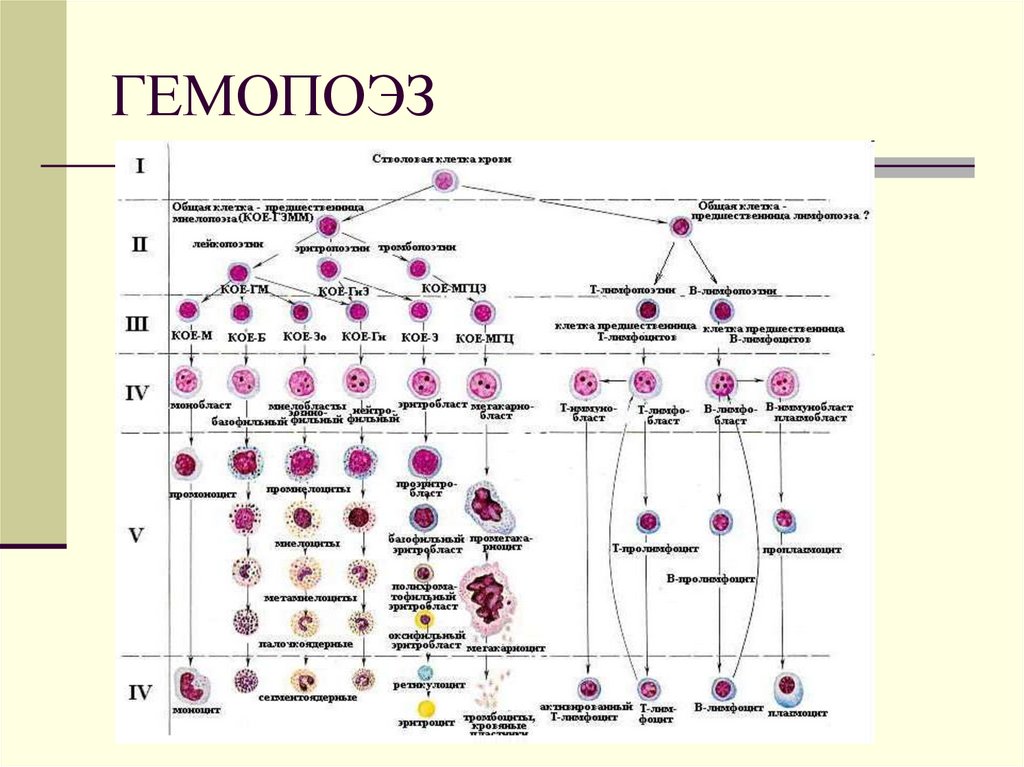 Клетки гемопоэза. Схема гемопоэза. Показатели гемопоэза. Независимый гемопоэз. Заболевания гемопоэза.