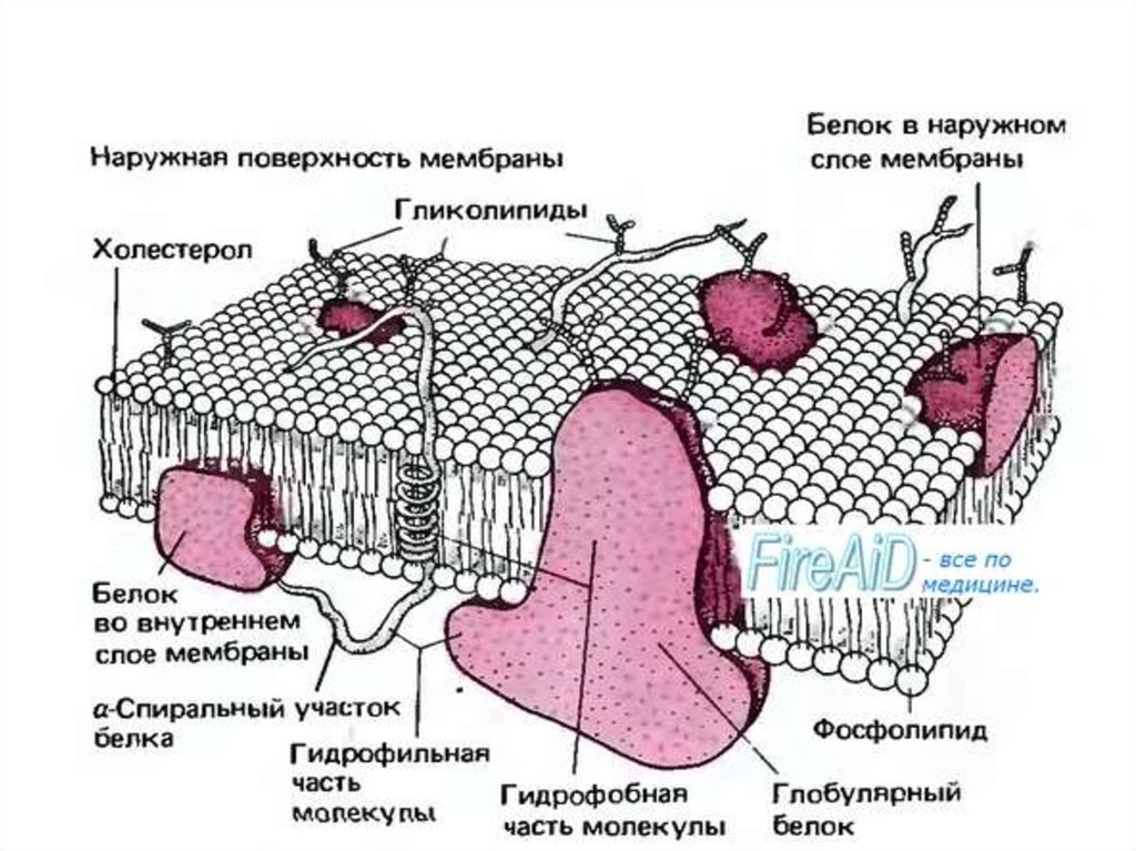 Почему клетка маленькая. Структурно-функциональная единица эпидермиса. Структурно-функциональная единица кишечника. Структурно функциональная единица ДПК. Структурная и функциональная единица изолированной мышцы.