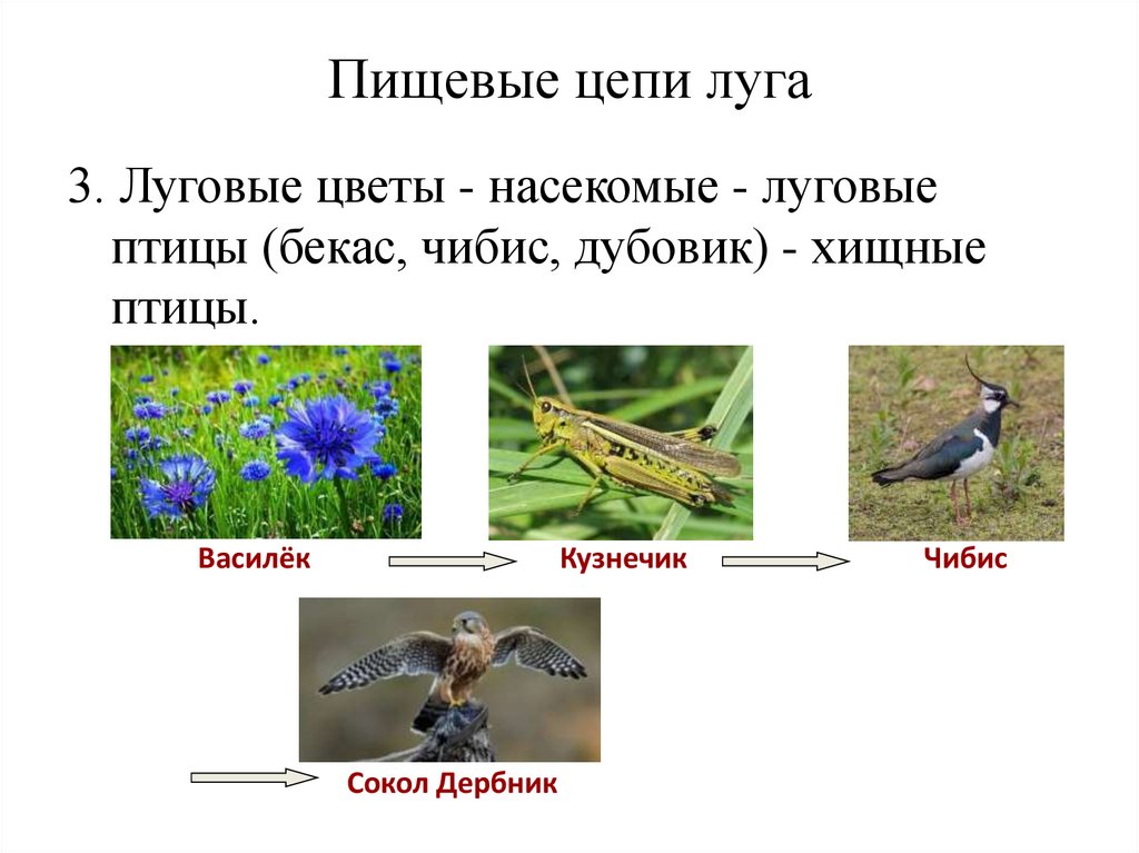 Пищевые цепи луга и поля