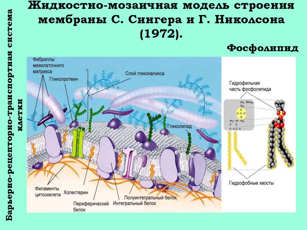 Жидкостно мозаичная модель