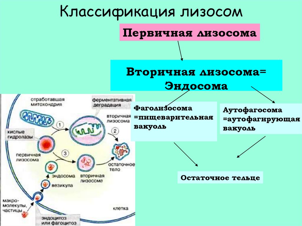 Вторичная лизосома. Эндосома. Эндосома и лизосома. Поздняя эндосома и лизосома. Эндосома и лизосома разница.