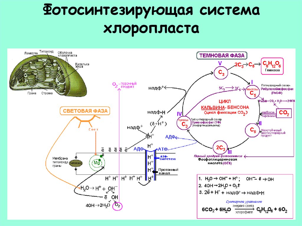 Цикл в хлоропластах. Световая фаза фотосинтеза схема. Схема фотосинтеза ЕГЭ биология. Фотосинтез световая и темновая фазы 10 класс. Процесс фотосинтеза световая фаза схема.