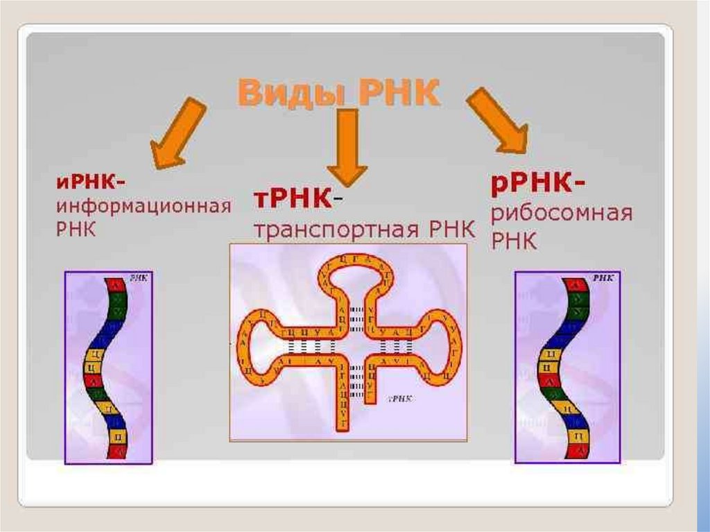 Рисунок молекулы рнк. Строение РНК, типы РНК.. Строение различных типов РНК. Схема строения всех видов РНК. РНК ИРНК ТРНК РРНК кратко.