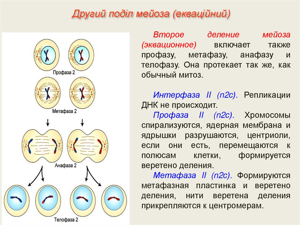 Второе деление мейоза процессы. Фазы интерфаза профаза метафаза анафаза телофаза таблица. Фазы мейоза 1 деление 2 деление интерфаза. Оплодотворение схема мейоз митоз. Фазы деления мейоза метафаза.