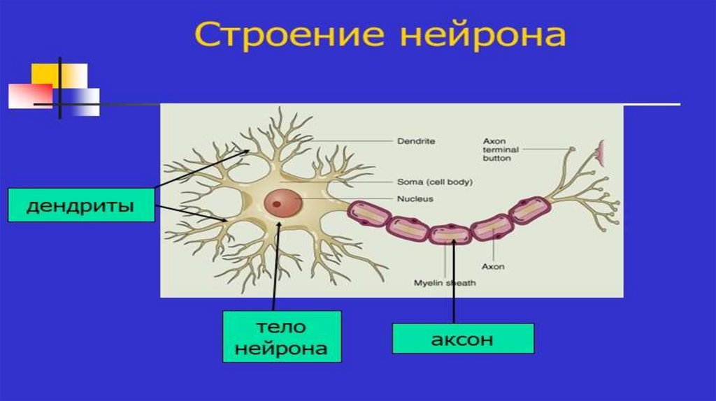 Особенности строения нервных клеток. Виды нейронов и их функции. Открытие нейронов презентация. Функции нейрона собаки. РВСТ функции в нервной клетке.
