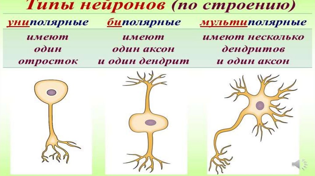 В функции нейронов не входит урок. Какие функции у нейронв.