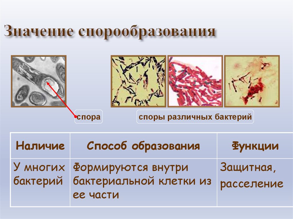Значение спорообразования у бактерий. Типы спорообразования у бактерий. Этапы спорообразования у бактерий. Биологическое значение спорообразования у бактерий. Деление клетки спорообразованием