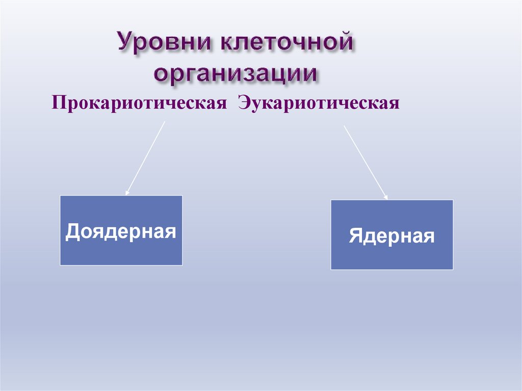 Клеточная организация