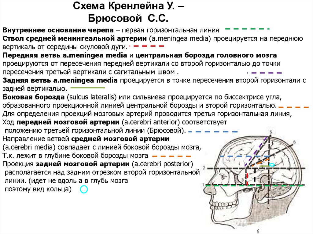 Черепно мозговая топография кренлейна брюсовой