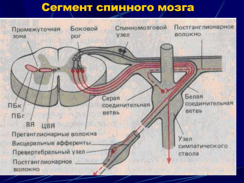 Сегмент спинного мозга рисунок