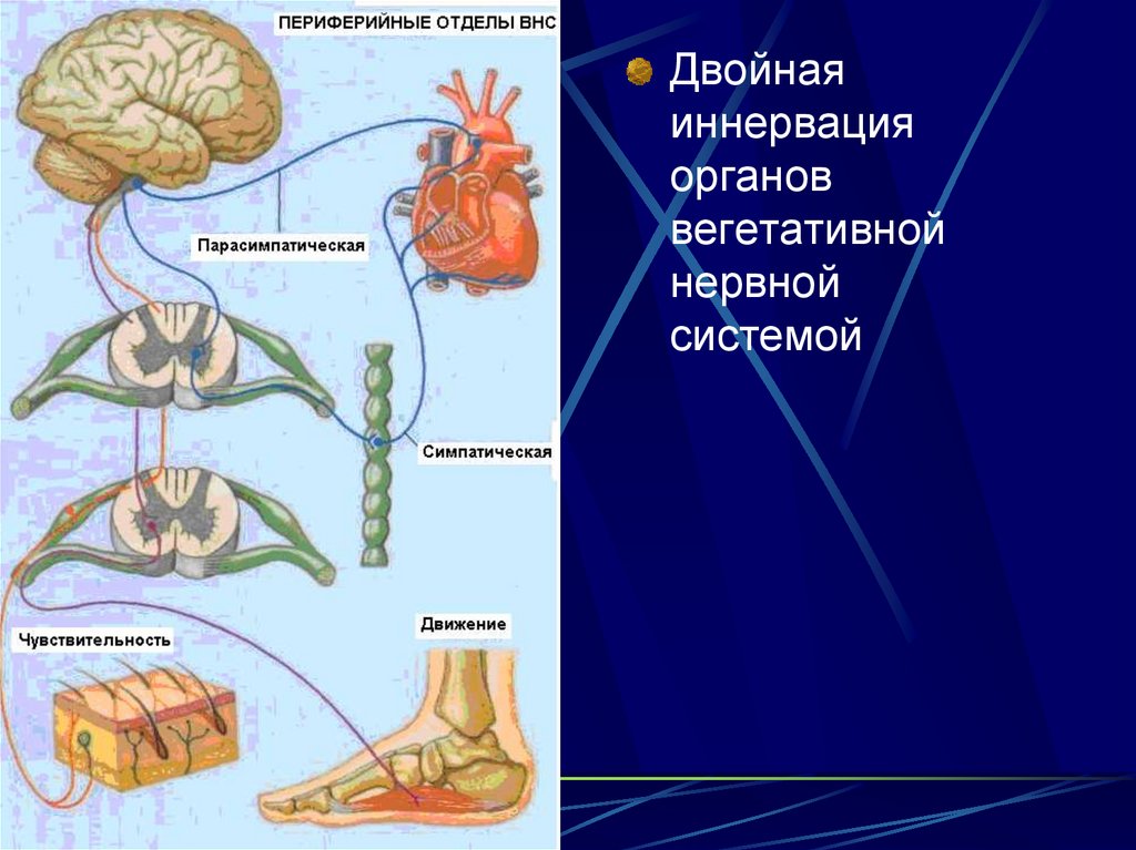 Составь верную схему функционального деления нервной системы человека