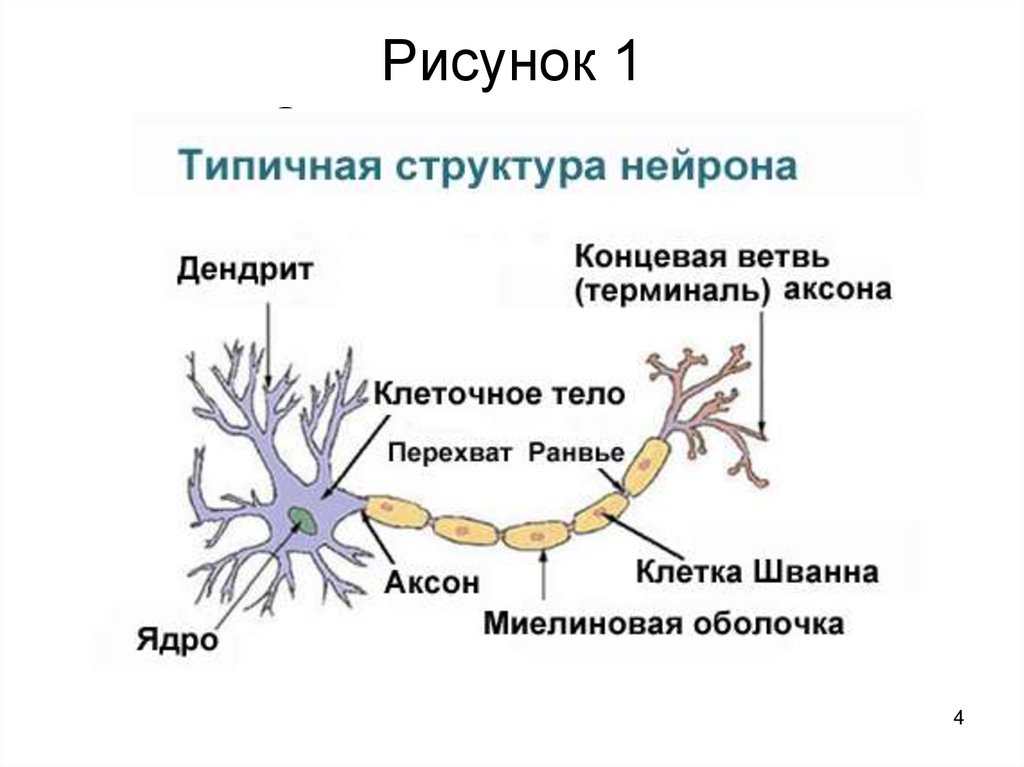 Строение нейрона рисунок с подписями