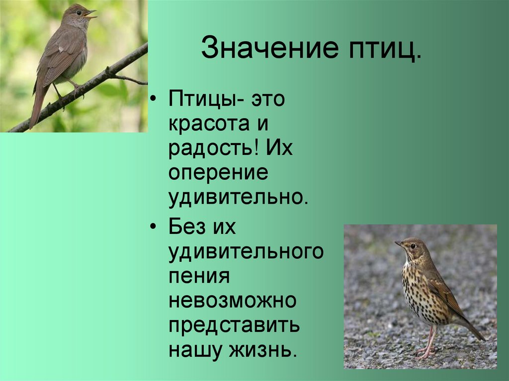 Значение птиц. Птицы защитники сада. Значение птиц в природе и жизни человека. Какие птицы что означают.