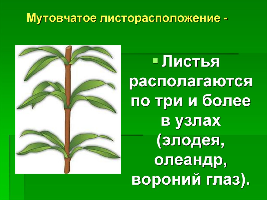 Местоположение листа. Олеандр мутовчатое листорасположение. Элодея мутовчатое. Очередное супротивное мутовчатое листорасположение. Типы листорасположения у растений.