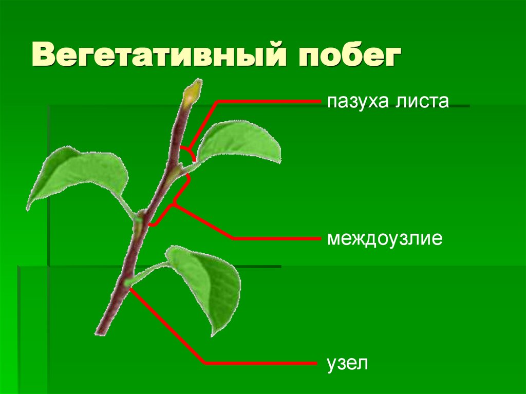 Из какой семени формируется главный побег растения