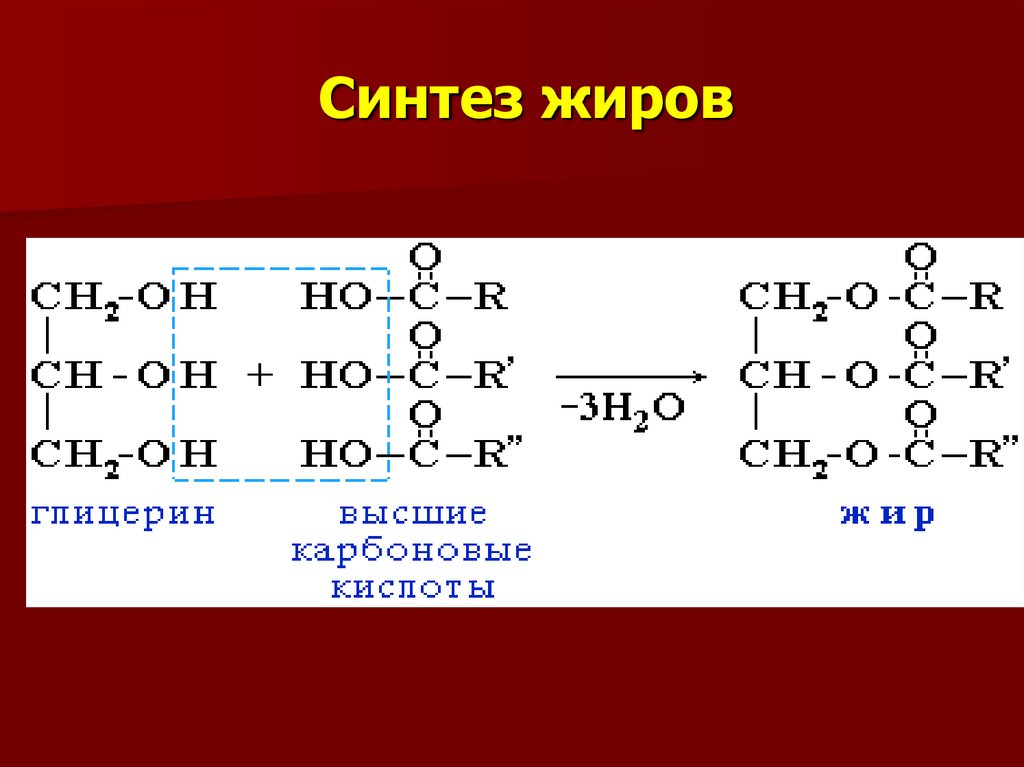 Реакция синтеза жиров. Синтез жира из глицерина. Синтез нейтральных жиров. Реакции синтеза нейтрального жира. Жир синтезировал.