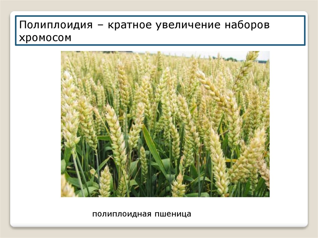 Полиплоидия пшеницы. Полиплоидные сорта пшеницы. Полиплоидия это кратное увеличение. Набор хромосом у пшеницы.