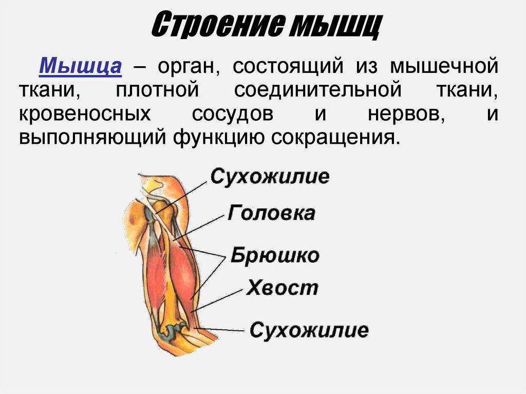 Строение мышц 8 класс