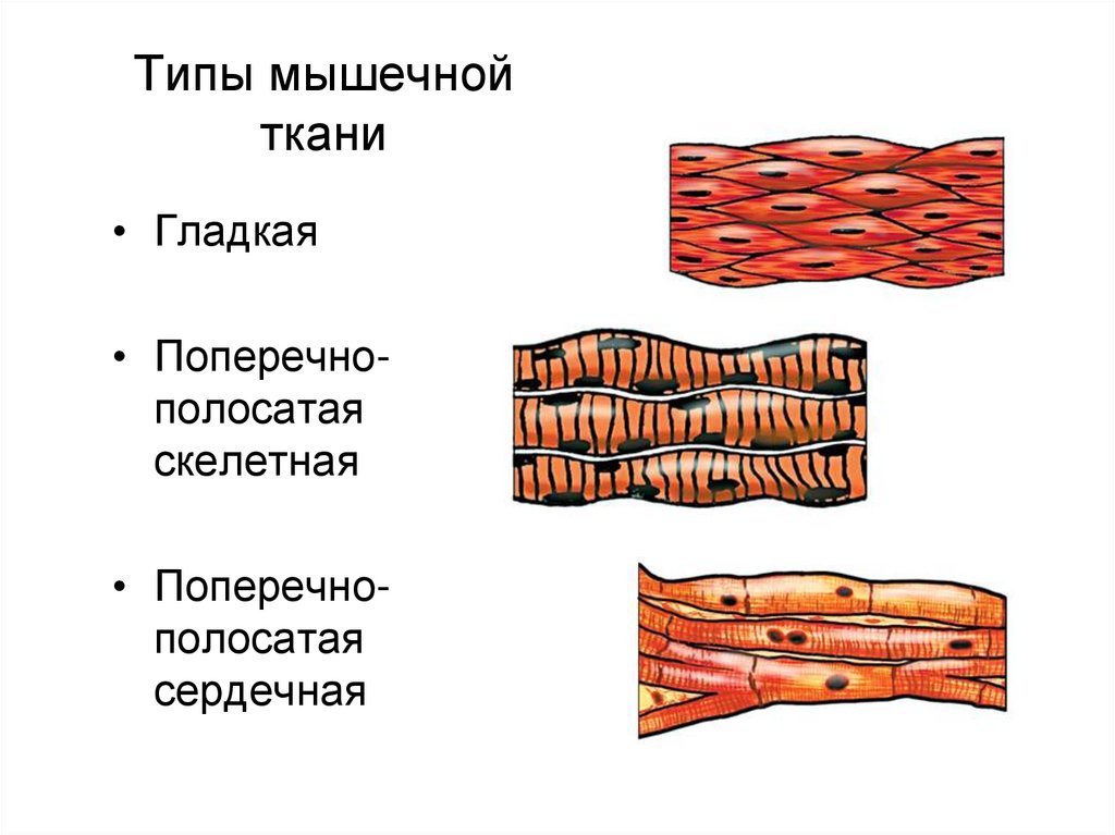 Клетки мышечной ткани обладают свойствами