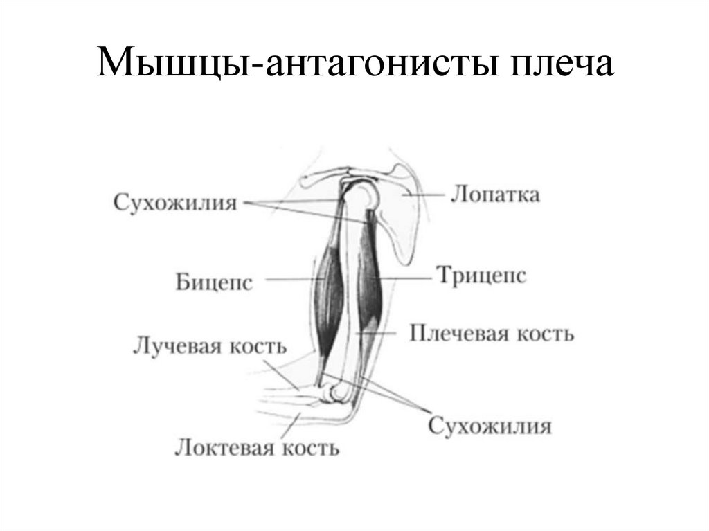 Мышцы-антагонисты плеча