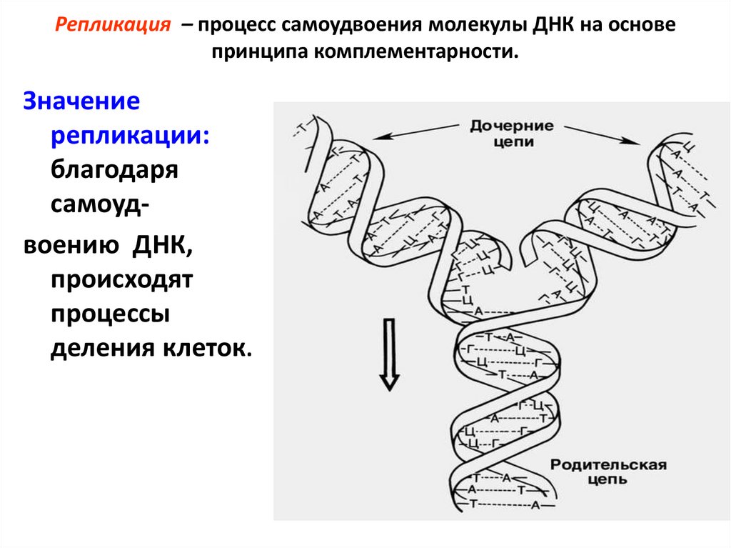 Репликация – процесс самоудвоения молекулы ДНК на основе принципа комплементарности.