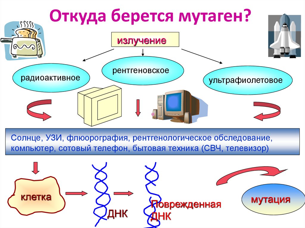 Интеллект карта нуклеиновые кислоты