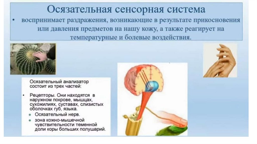 Общие принципы организации сенсорных систем - презентация онлайн