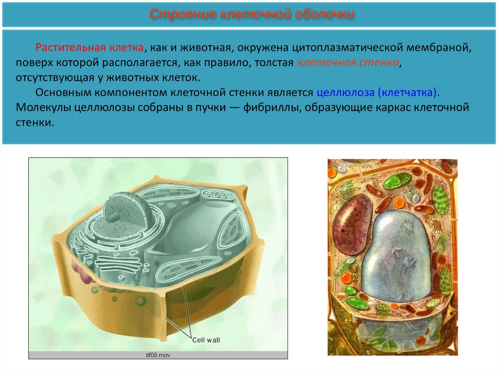 Одномембранные органоиды. Определение термина клетка. Откуда произошел термин клеточное питание. Растительная клетка термины