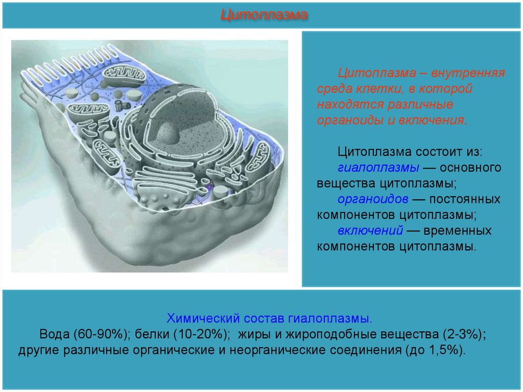 Понятие клетка