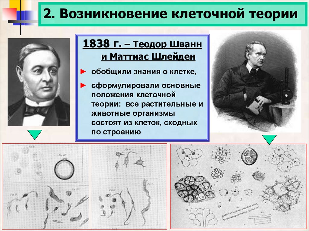 Клеточная теория класс