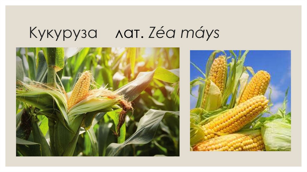 Культурные растения Беларуси - презентация онлайн