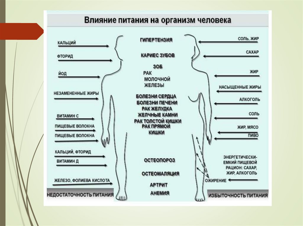 Заболевания человека. Хордовые животные (занятие 29) - презентация онлайн
