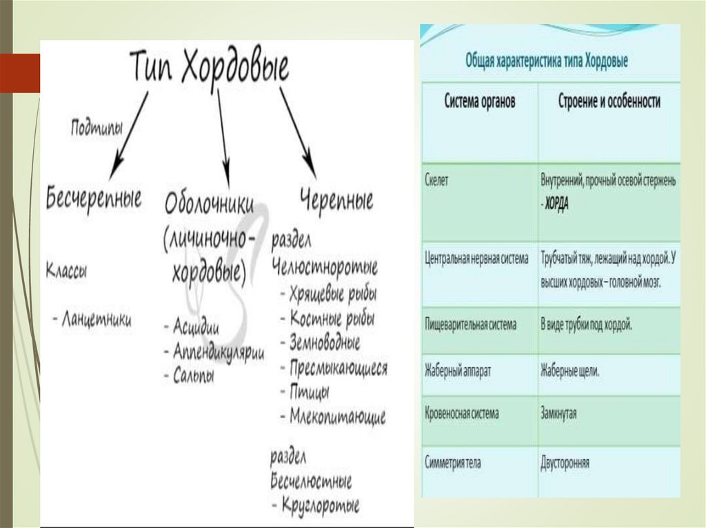 Заболевания человека. Хордовые животные (занятие 29) - презентация онлайн