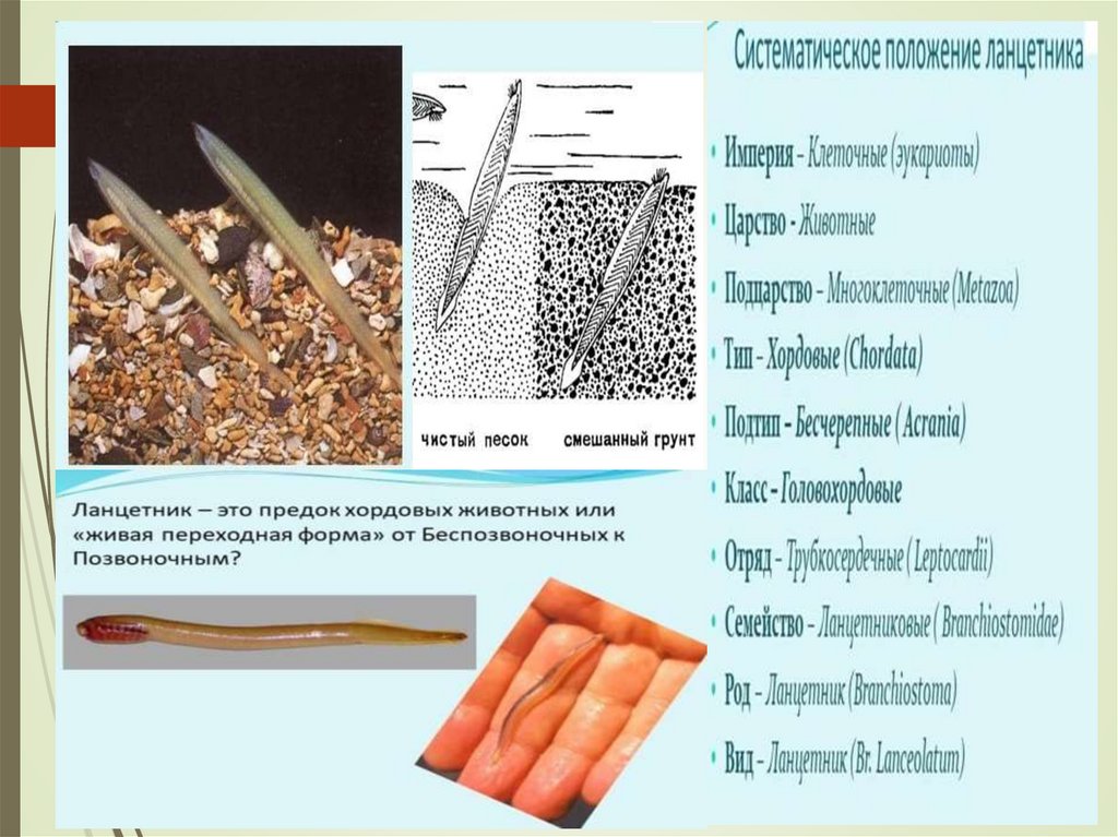 Заболевания человека. Хордовые животные (занятие 29) - презентация онлайн