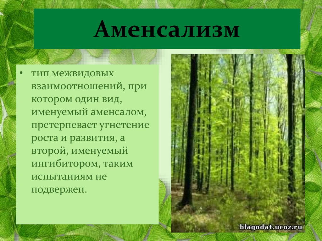 Комменсализм и аменсализм. Конкуренция аменсализм. Аменсализм Тип взаимоотношений. Аменсализм примеры животных. Примеры аменсализма в биологии.