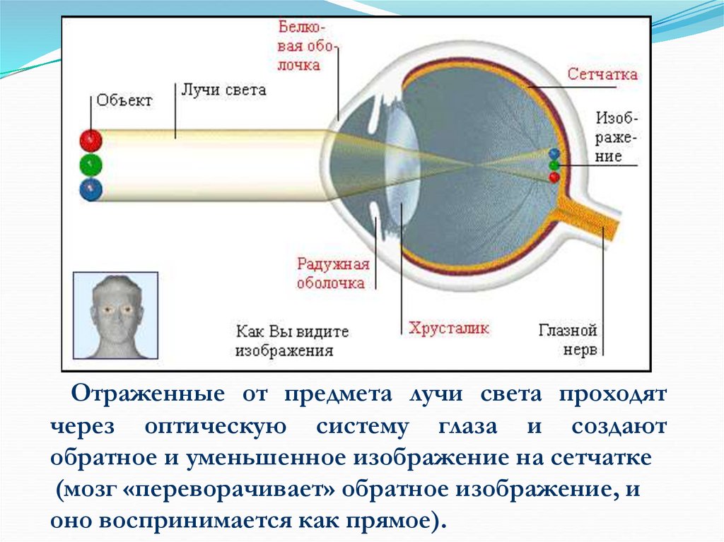 Регулирует количество света проходящего в глаз. Путь прохождения луча света через оптическую систему глаза. Глаз как приемник излучения. Схема прохождения света через оптическую систему глаза. Прохождение света через глаз.