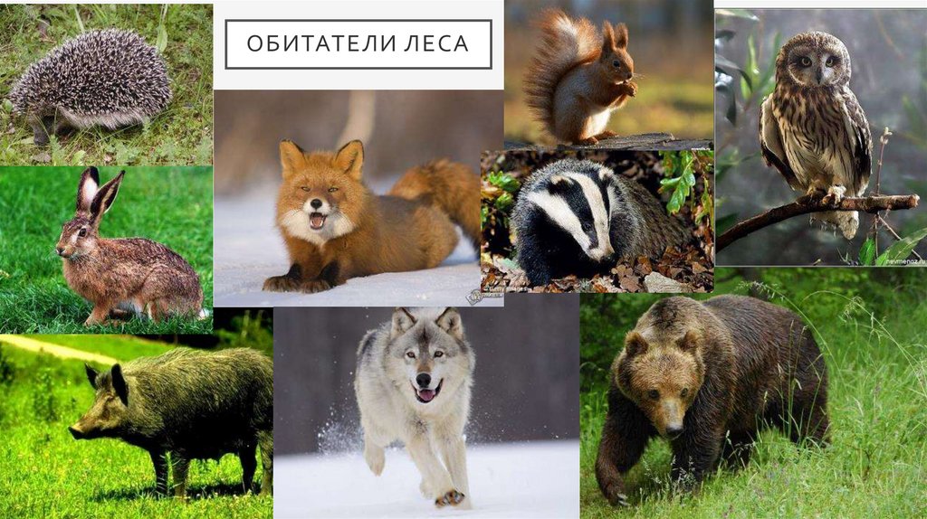 Дикие животные - презентация онлайн