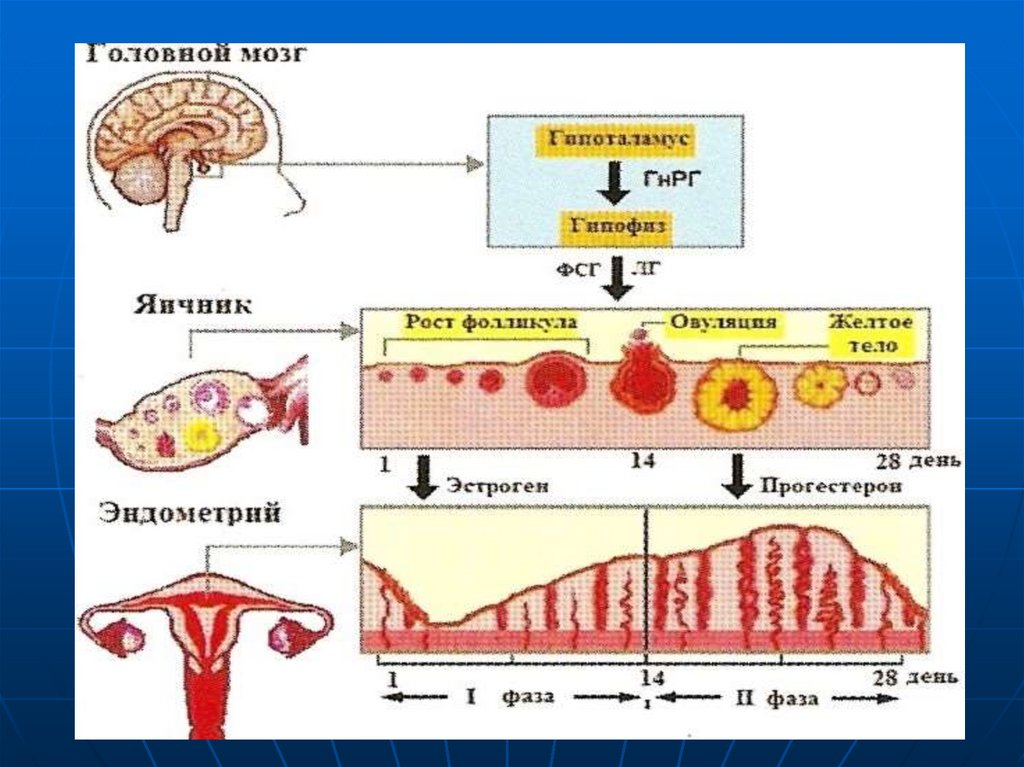 Цикл яичников. Менструальный цикл изменения в яичнике. Фазы яичникового цикла. Уровни регуляции МЦ. Овариальный цикл у животных.